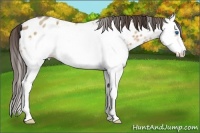 Horse Color:White Spotted Amber Champagne Splash Frame Appaloosa