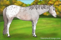Horse Color:Brown Sabino Appaloosa 