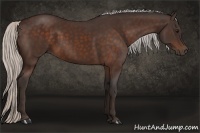 Horse Color:Silver Bay 