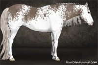 Horse Color:White Spotted Silver Black 