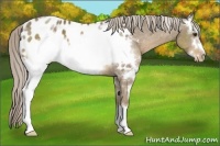 Horse Color:White Spotted Chocolate Palomino Sabino Frame Appaloosa Rabicano