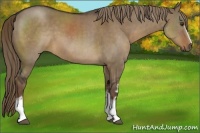 Horse Color:White Spotted Liver Red Dun Sabino