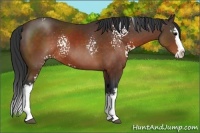 Horse Color:White Spotted Brown Splash Rabicano 