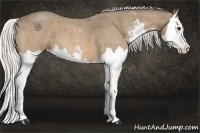 Horse Color:Silver Buckskin Roan Sabino Splash 