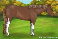 Horse Color:Chestnut Tobiano