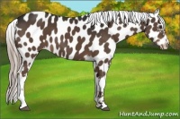 Horse Color:Liver Chestnut Appaloosa 