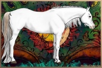 Horse Color:Smoky Black Appaloosa 