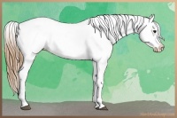 Horse Color:Buckskin Blanket 