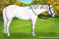 Horse Color:Cremello Varnish 