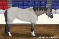 Horse Color:Grullo 