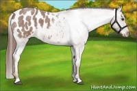 Horse Color:Red Roan Appaloosa 