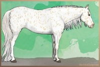Horse Color:Palomino Appaloosa