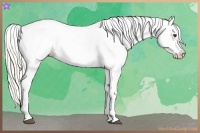 Horse Color:Palomino Appaloosa