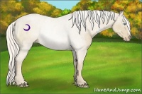 Horse Color:Cremello Rabicano