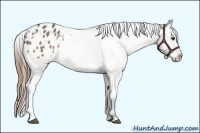 Horse Color:Buckskin Appaloosa 