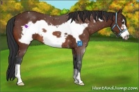 Horse Color:Bay Frame 