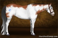 Horse Color:Bay Splash Frame 