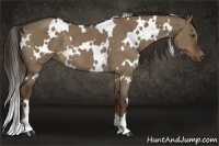 Horse Color:White Spotted Liver Red Dun Rabicano