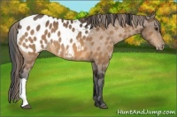 Horse Color:Buckskin Appaloosa