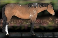 Horse Color:White Spotted Buckskin