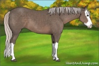 Horse Color:Silver Black Splash
