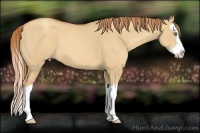 Horse Color:Gold Champagne Dun Splash 