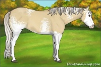 Horse Color:White Spotted Palomino Roan Dun Splash 