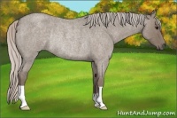 Horse Color:Silver Grullo Roan Rabicano