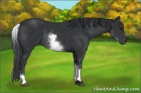 Horse Color:White Spotted Black