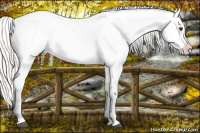 Horse Color:Liver Chestnut Mushroom Splash Near Leopard 