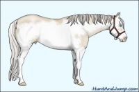 Horse Color:Chocolate Palomino Pearl Dun Sabino Splash Frame 