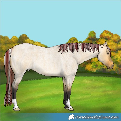 Horse Color:Unknown 