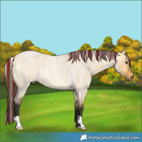 Horse Color:Unknown