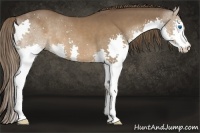 Horse Color:Liver Chestnut Sabino Splash