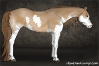 Horse Color:Liver Chestnut Sabino Splash