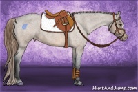 Horse Color:Buckskin Roan Appaloosa