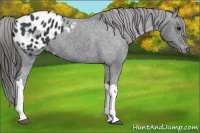 Horse Color:Black Appaloosa 