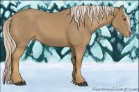 Horse Color:Palomino Appaloosa