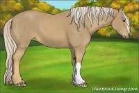 Horse Color:Palomino 