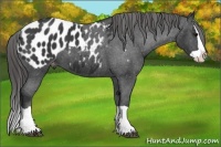 Horse Color:Black Splash Appaloosa 