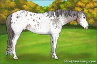 Horse Color:White Spotted Brown Roan Appaloosa