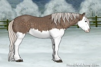 Horse Color:Silver Black Splash 