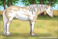 Horse Color:Silver Sable Cream Champagne Splash Frame 