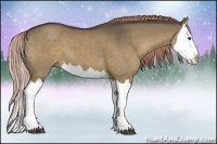 Horse Color:Liver Red Dun Splash