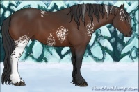 Horse Color:White Spotted Bay Sabino