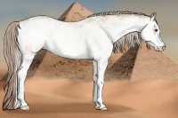 Horse Color:White Spotted Palomino 