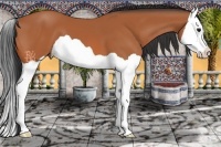 Horse Color:Bay Splash 