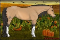 Horse Color:Buckskin 
