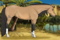 Horse Color:Buckskin 