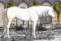 Horse Color:Buckskin Appaloosa
